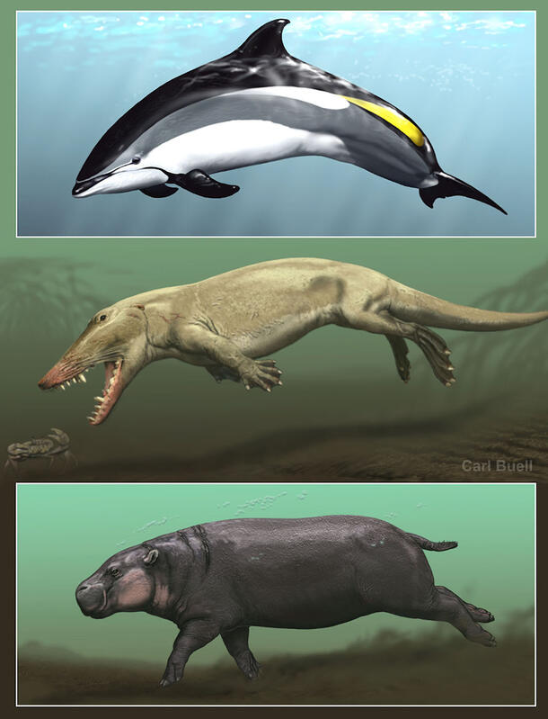 A vertical image composed of three stacked images of animals underwater: dolphin, extinct four-limbed animal, hippo.