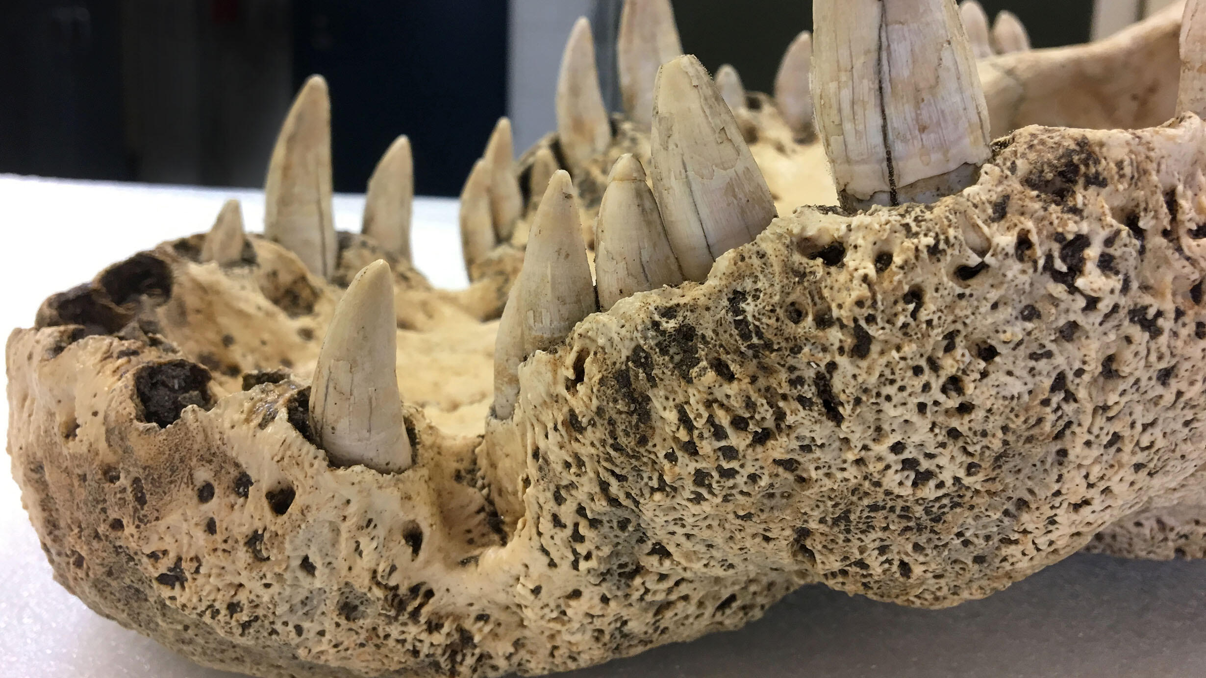 Close up of the teeth on the jaw of an extinct horned crocodile (Voay robustus) specimen.