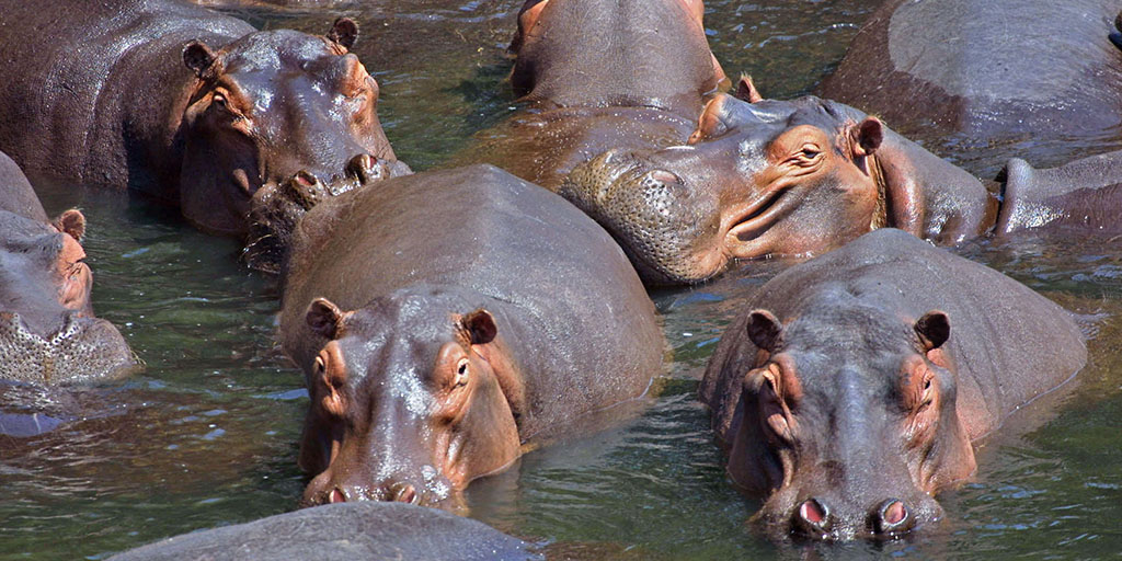 How Whales and Hippos Evolved WaterReady Skin AMNH