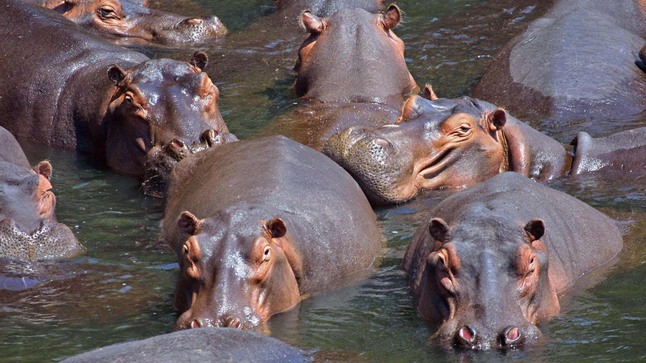 A group of eight hippos partially submerged in murky waters.
