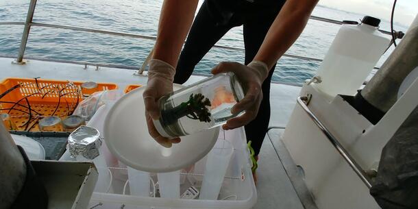 Scientist stands on the deck of a boat holding a coral specimen contained in a glass jar.