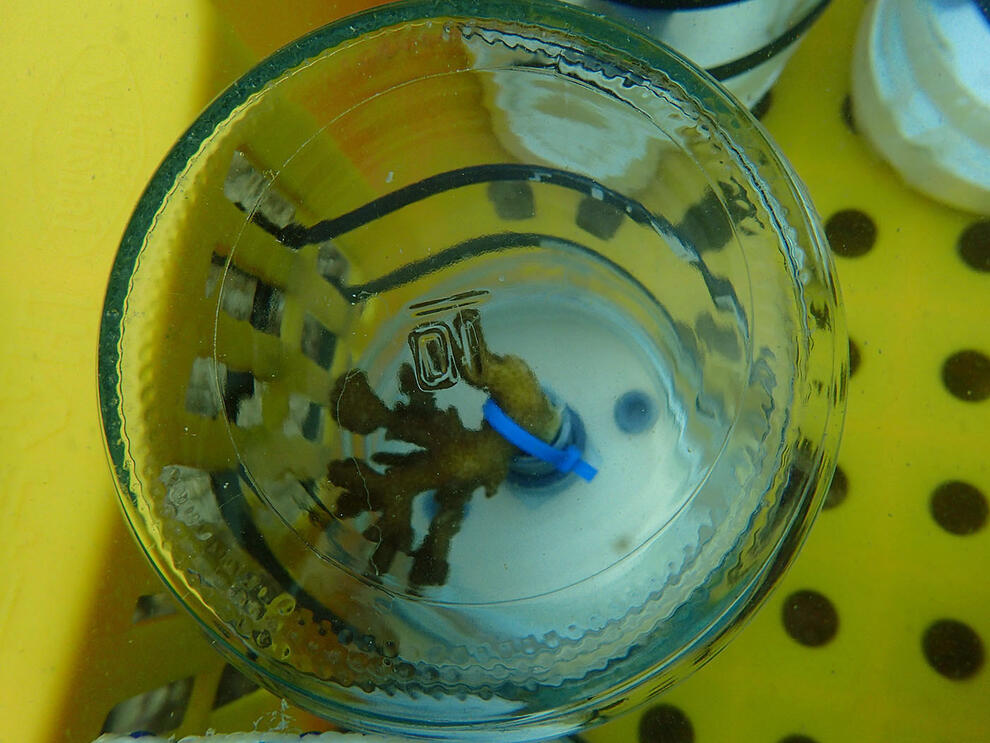 Detail view of a coral specimen inside a glass incubation chamber.