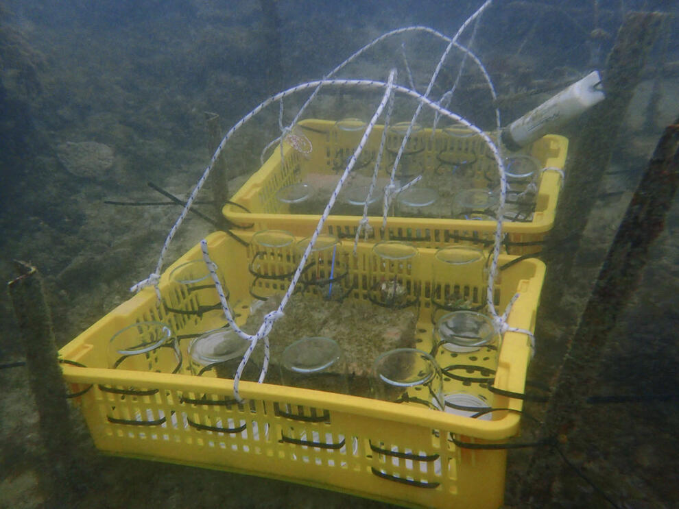 Placed on a coral reef below the surface of the water are two large plastic baskets holding glass incubation chambers that contain coral specimens.