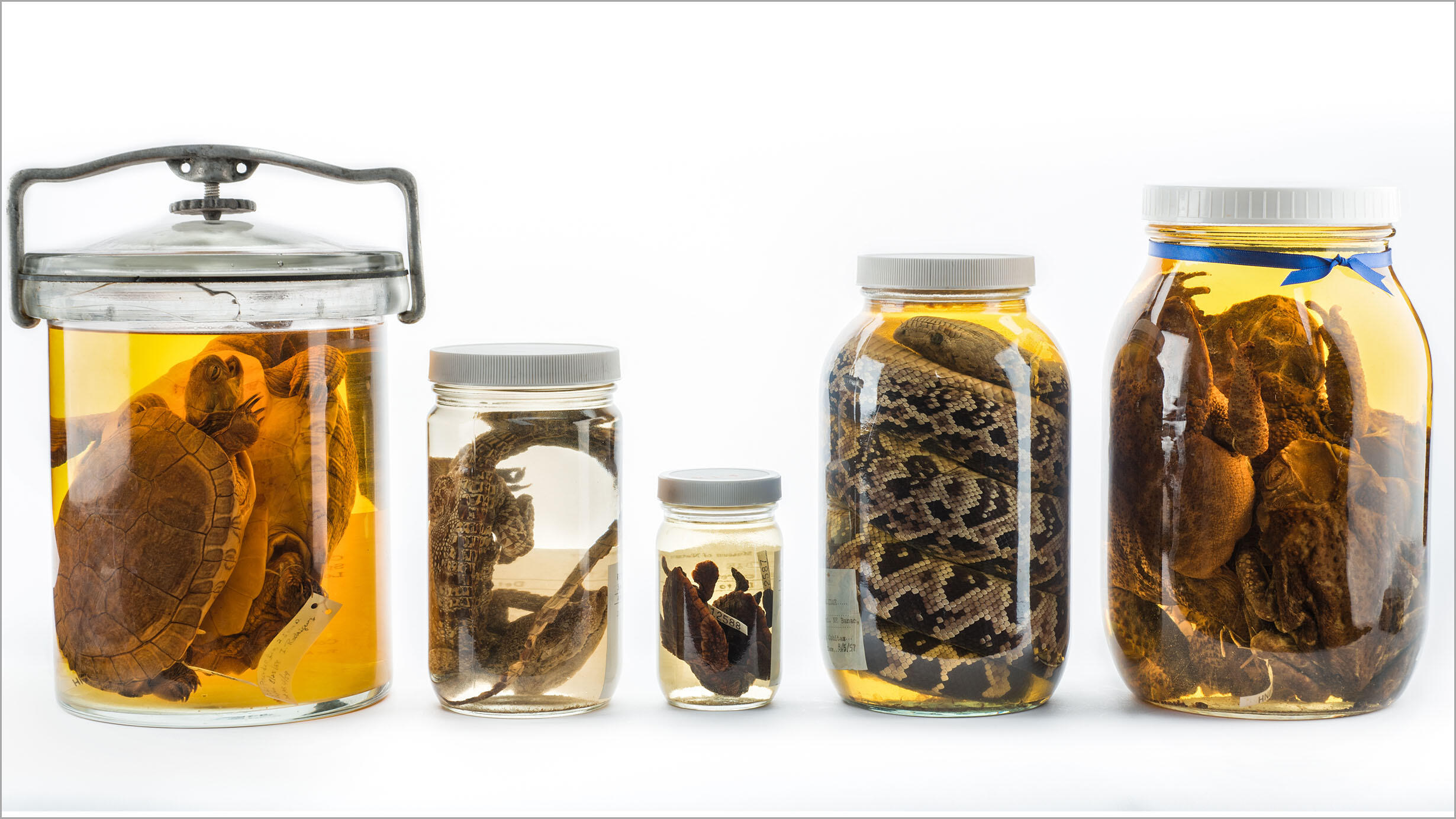 Five glass jars of varying sizes each contain a different herpetology specimen. 