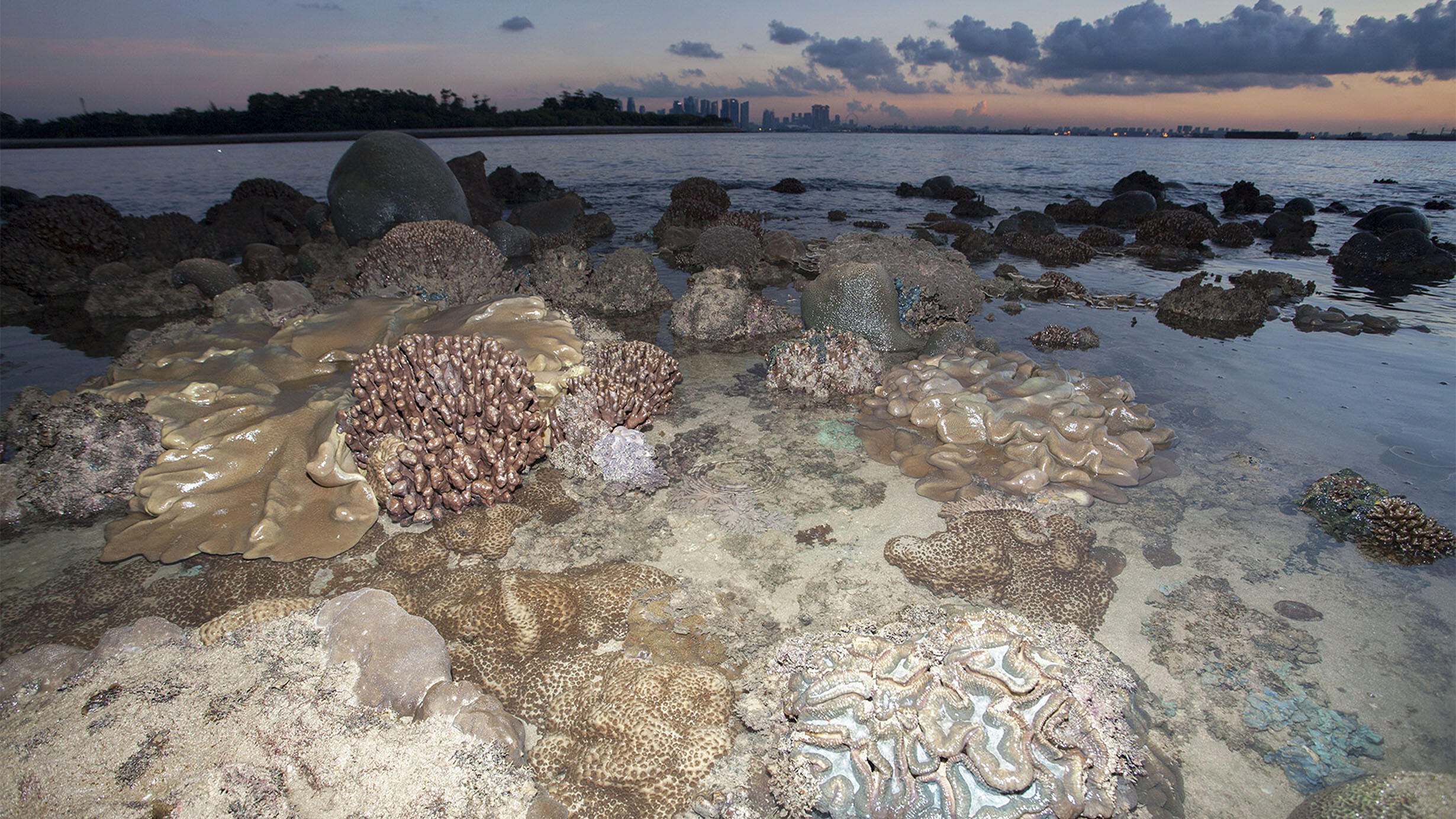 Corals that comprise the Kusu Island coral reef are visible in the foreground, with the Singapore skyline in view in the distance.