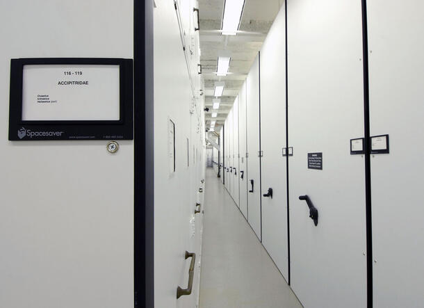 View down a long aisle of standing, closed cabinets that house ornithology collections, identified by a sign that says Accipitridae.