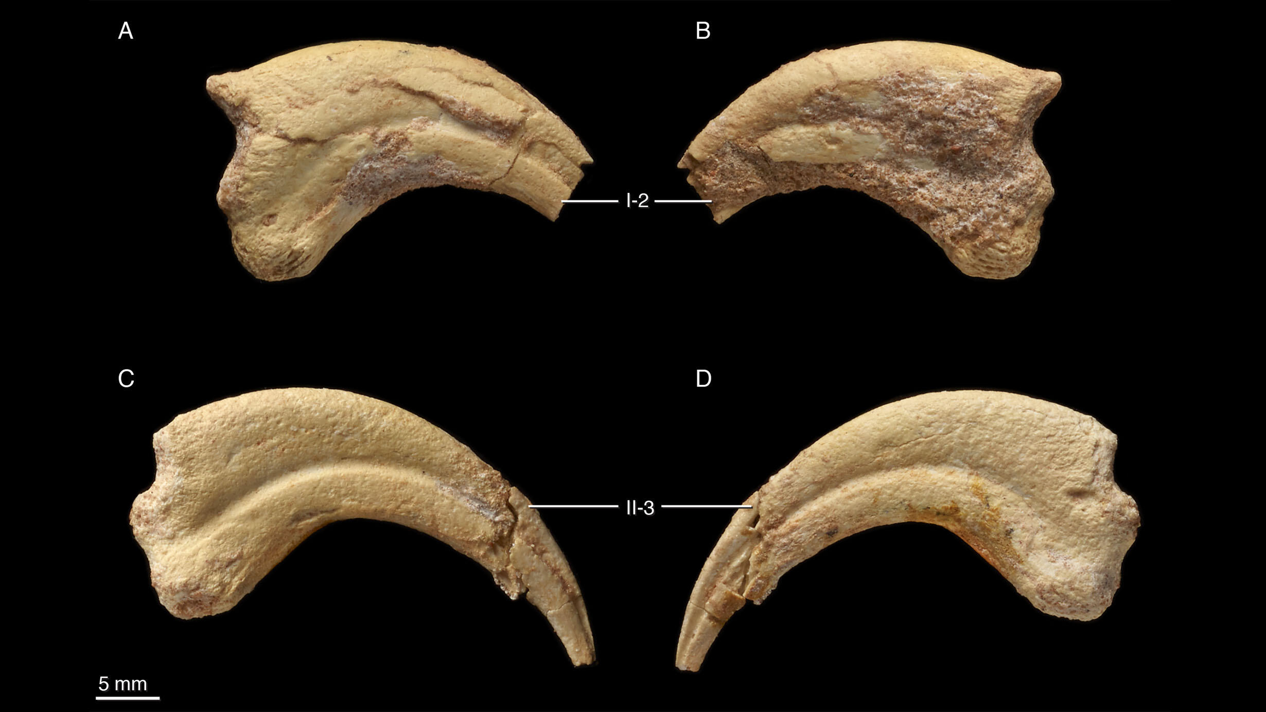 Lateral views of both sides of two Kuru kulla claws.