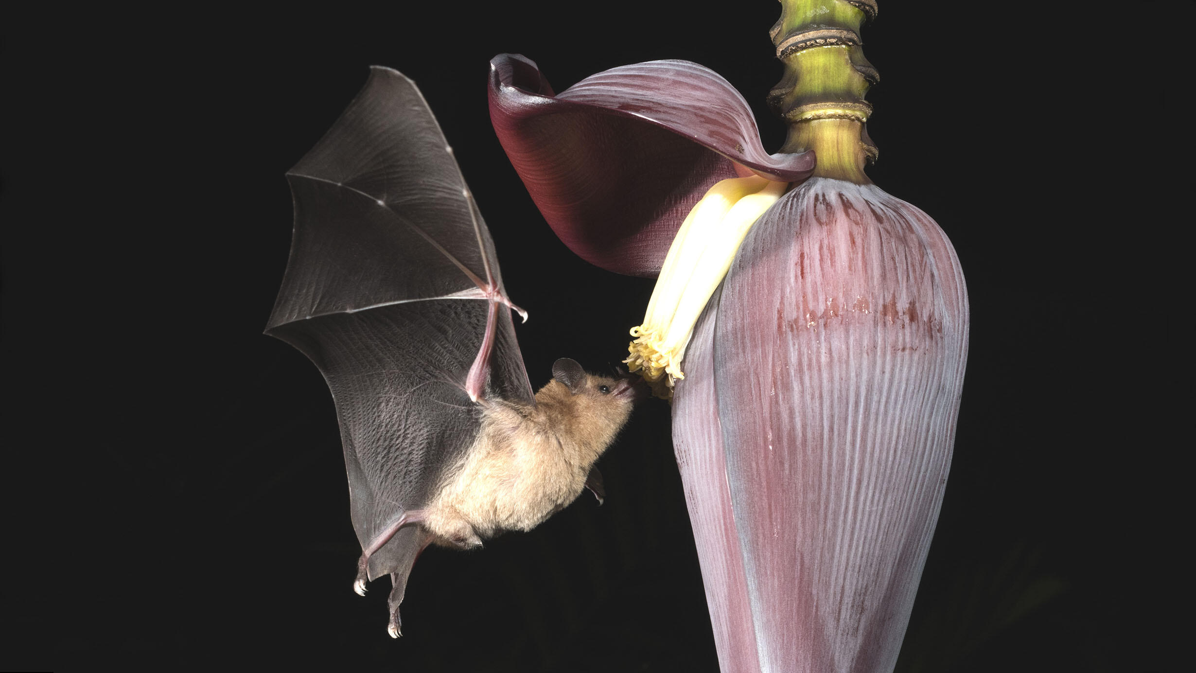 Bat hovers in the air next to a banana flower, feeding on its nectar.