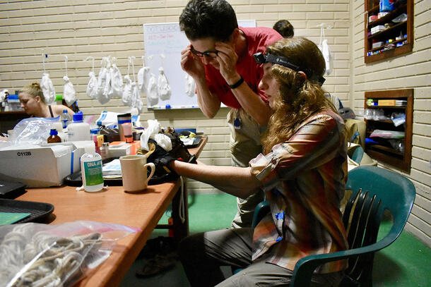 Melissa Ingala is seated at lab table, and Nancy Simmons looks over her shoulder to view a bat specimen.