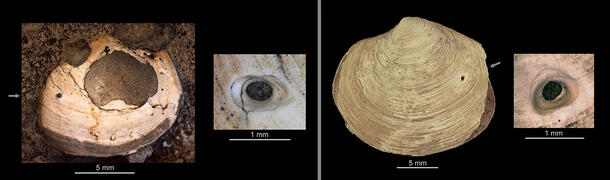Two bivalve specimens with close-up images of their drill holes are show side-by-side.