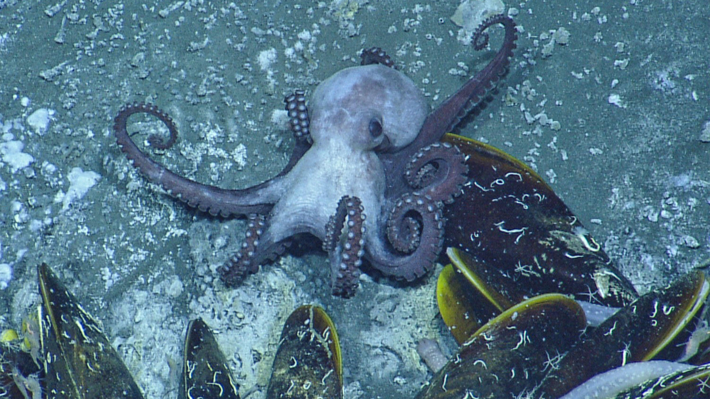 The octopus Muusoctopus johnsonianus skims along the ocean floor.