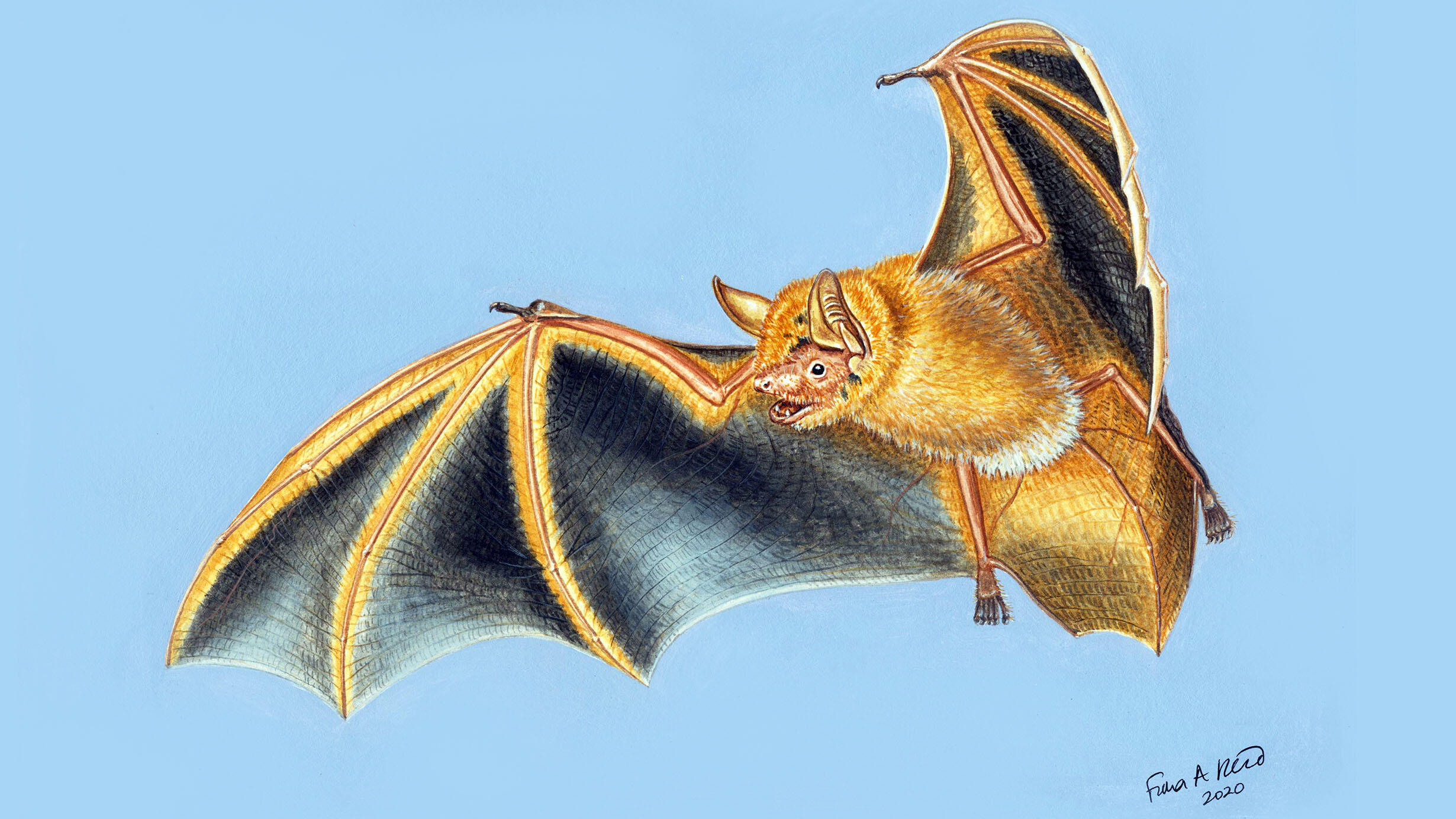 Illustration of Myotis nimbaensis in flight.