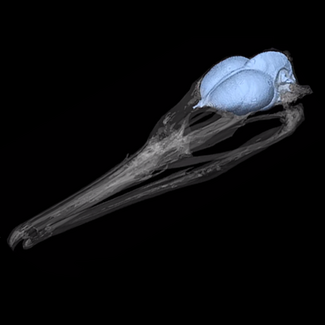 CT scan of the skull and brain of an albatross.