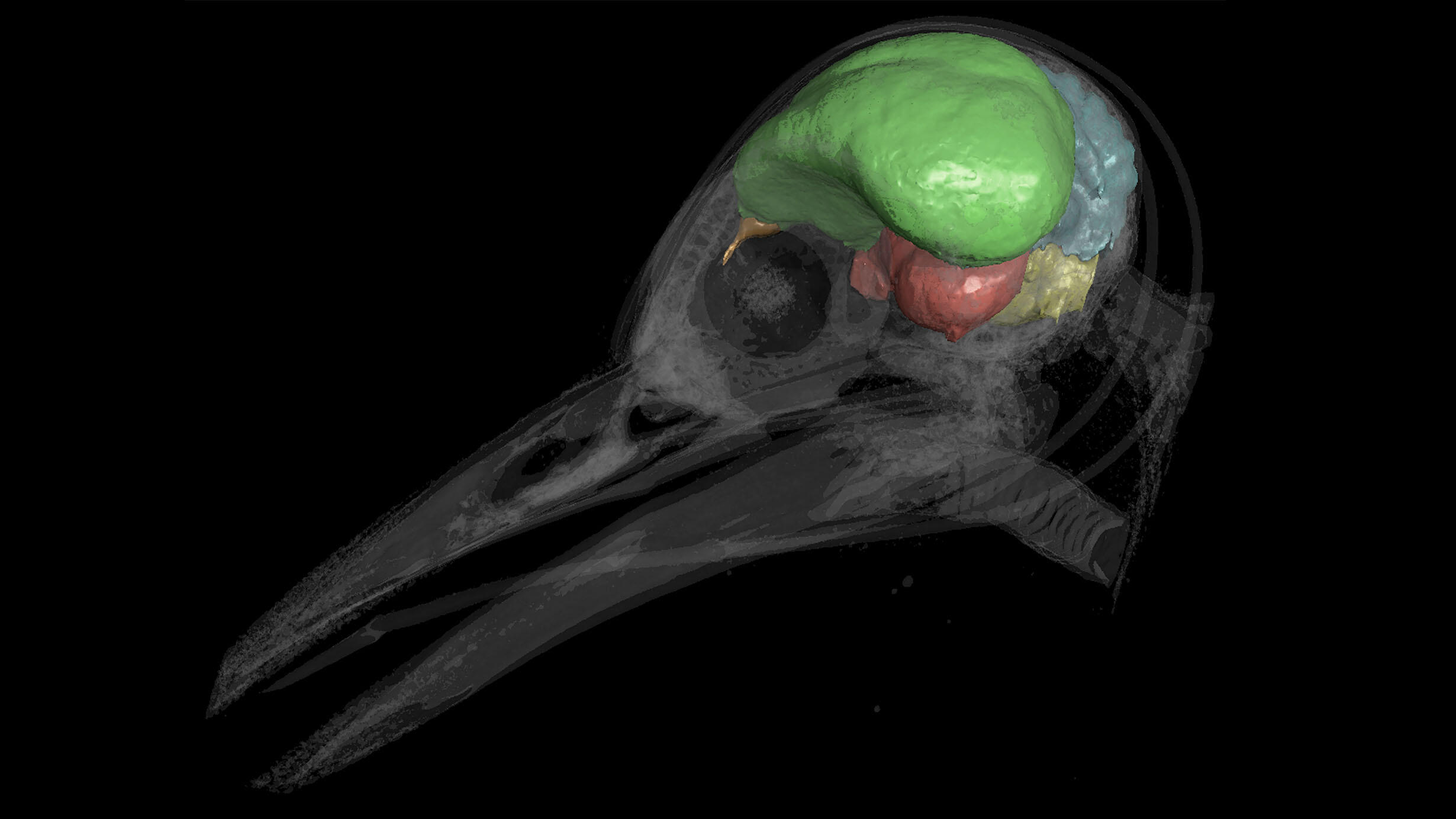 CT scan of a bird's skull and brain with color-coded sections