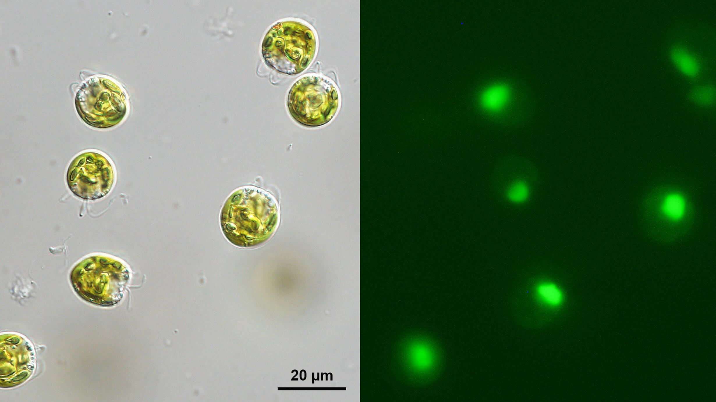 Pyramimonas parkeae algae (left) glow green (right) after bacteria ingestion.