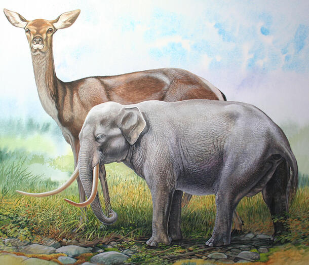 Rendering of a dwarf elephant next to a fallow deer; the top of the elephant's head does not even reach the deer's shoulder.