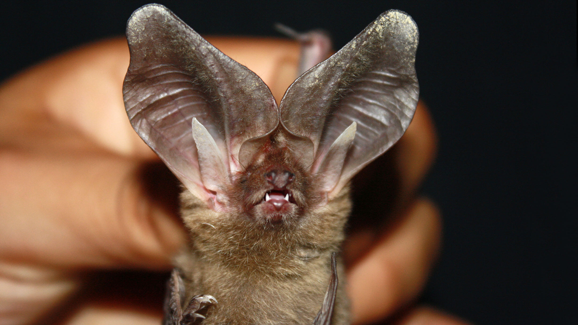 Closeup of human fingers holding a live bat with large ears and tiny fangs.