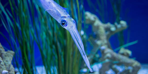 Bigfin reef squid swims through underwater plant life.
