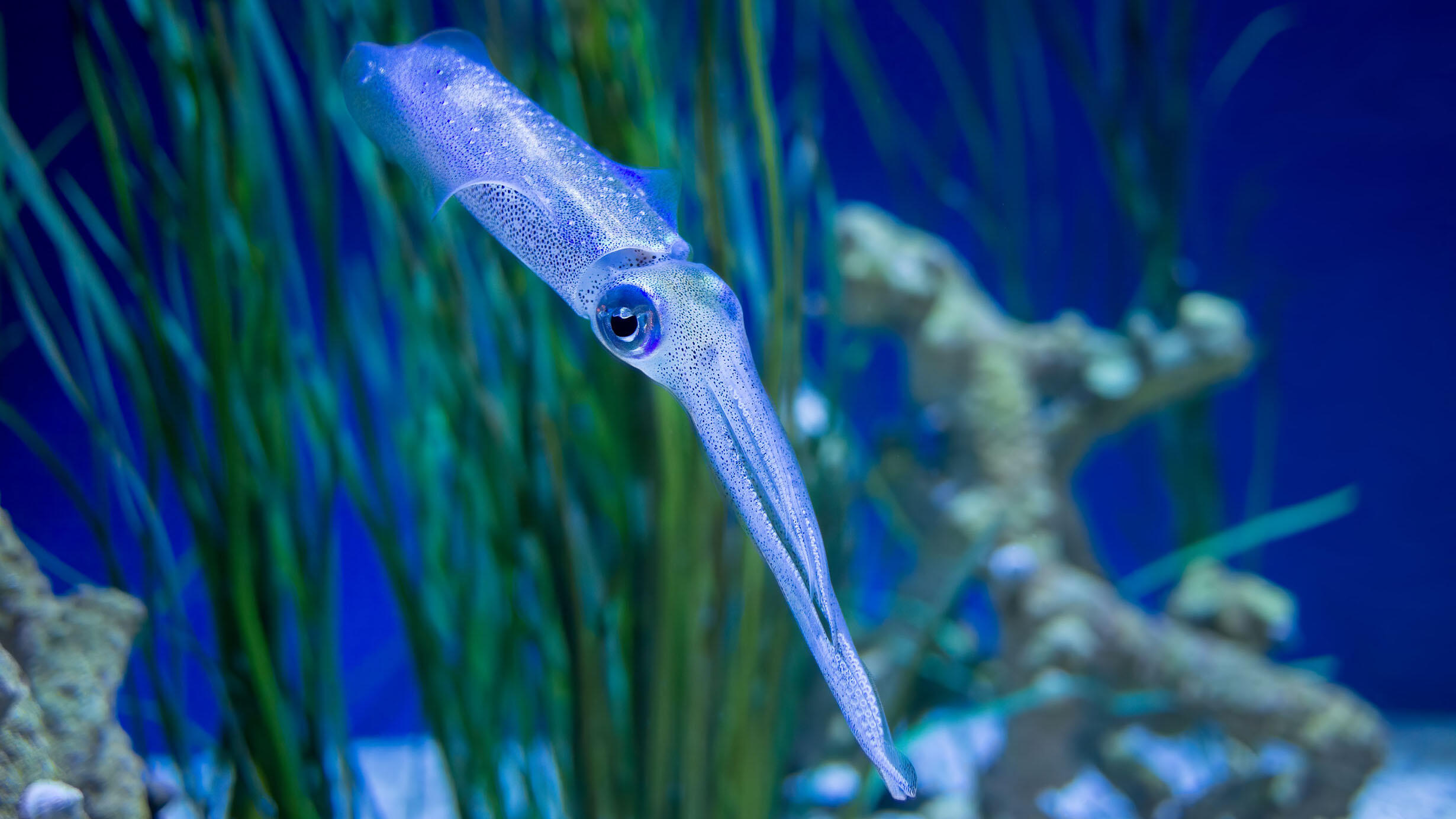 Bigfin reef squid swims through underwater plant life.