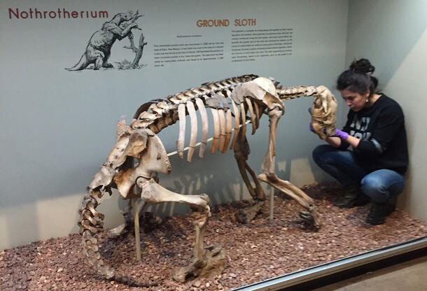 Julia Tejada crouches next to the head of the complete skeleton fossil mount of the North American ground sloth, Nothrotheriops shastensis.
