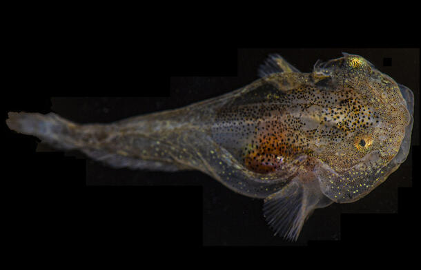 Dorsal view of liparis gibbus fish specimen.