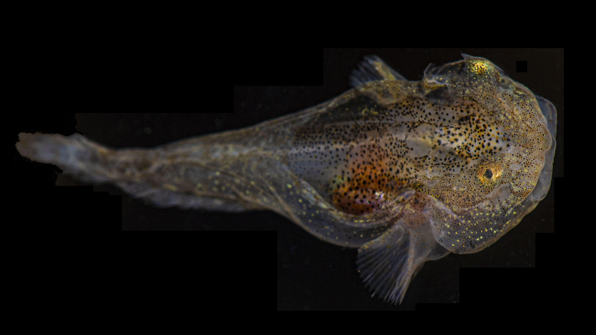 Dorsal view of liparis gibbus fish specimen.