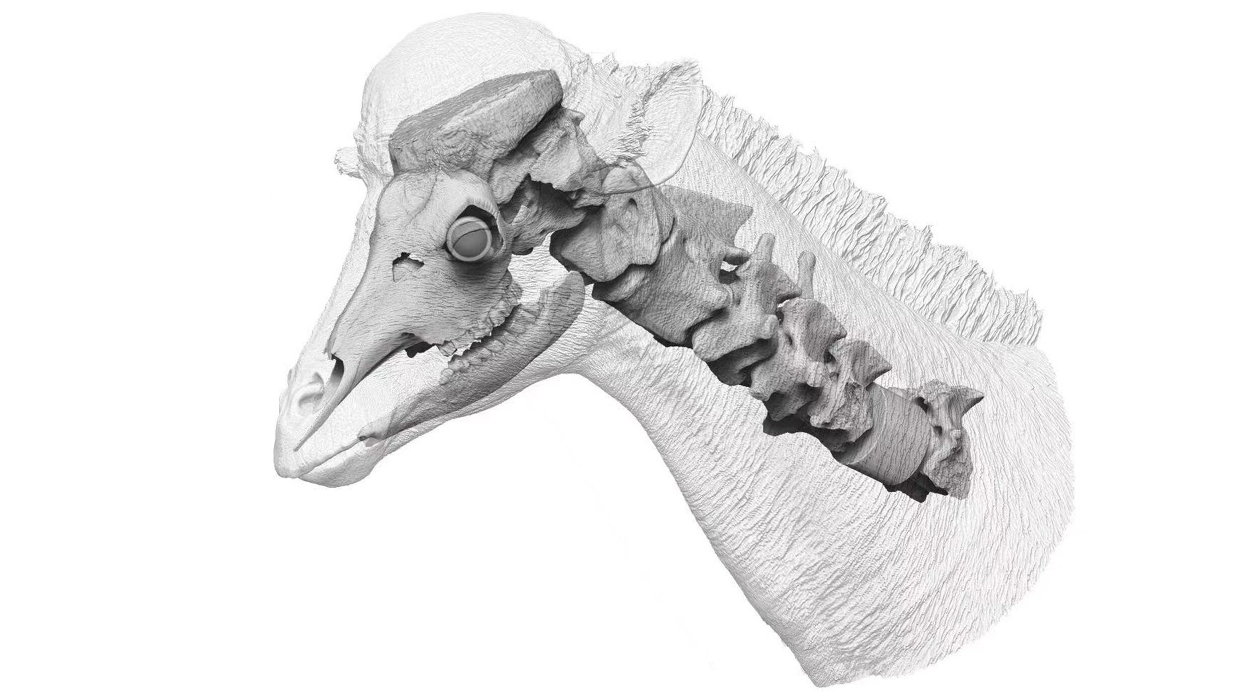Illustration depicts an x-ray view of the skull and neck bones of an ancient giraffe relative.