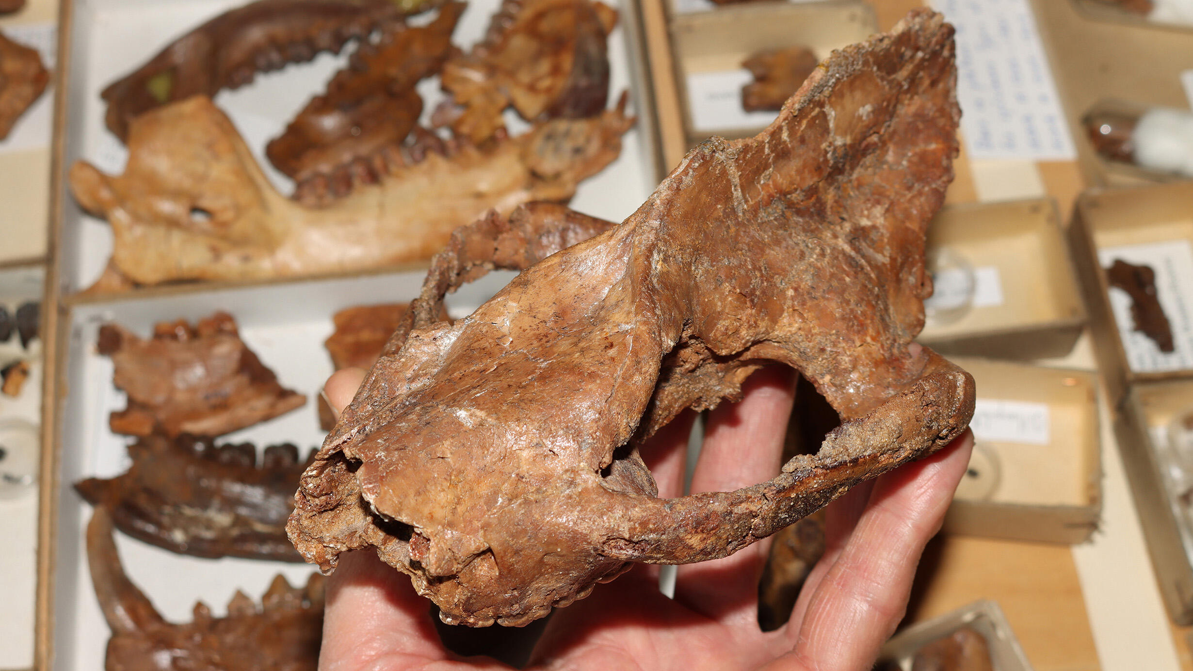 Hand holding the palm-sized fossil skull of a mammal.