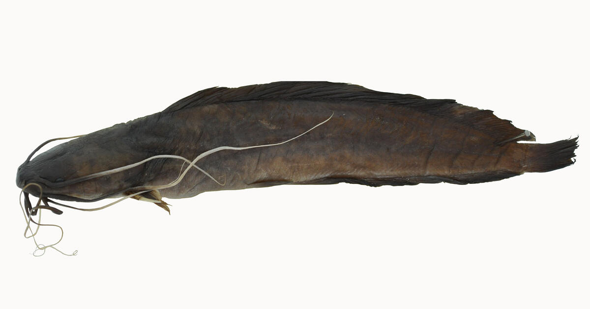 New Species of Catfish: Discovery and Features | AMNH