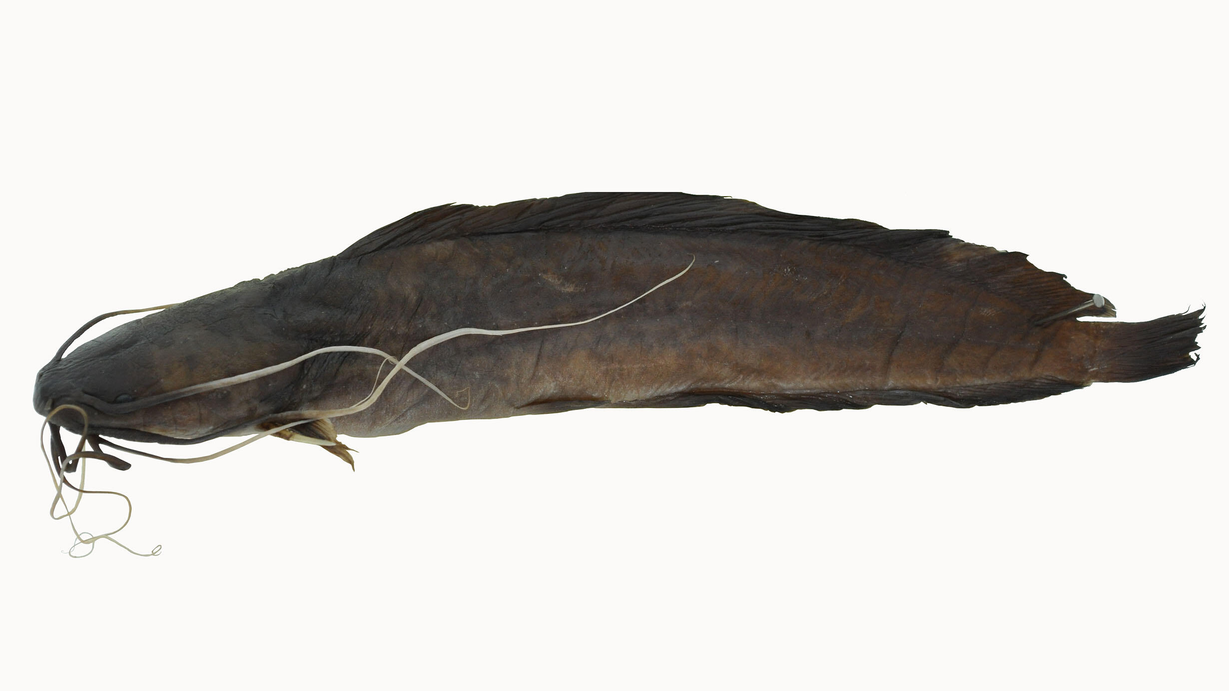 Lateral view of a catfish, Clarias monsembulai.