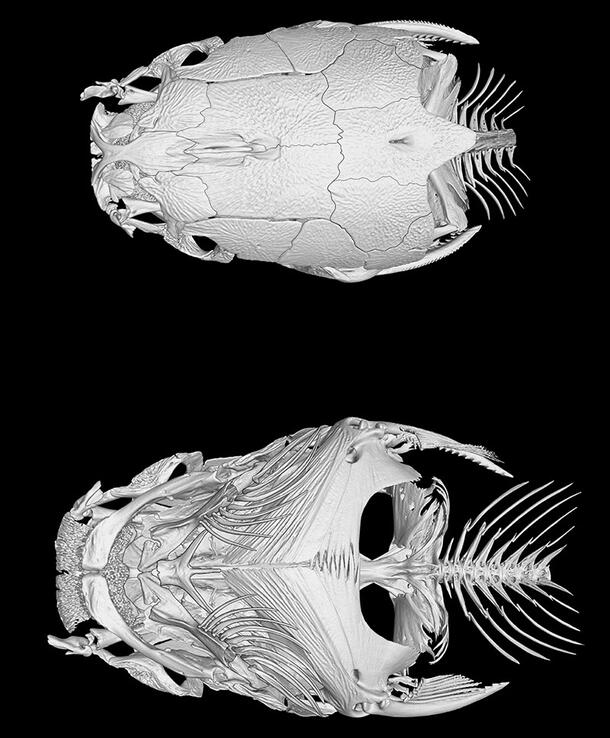 Dorsal and ventral views of a catfish skull, Clarias monsembulai.