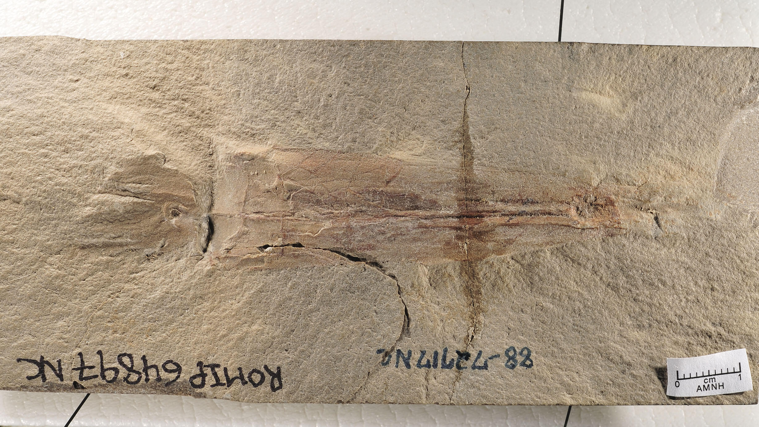 Fossil imprint of vampyropod.