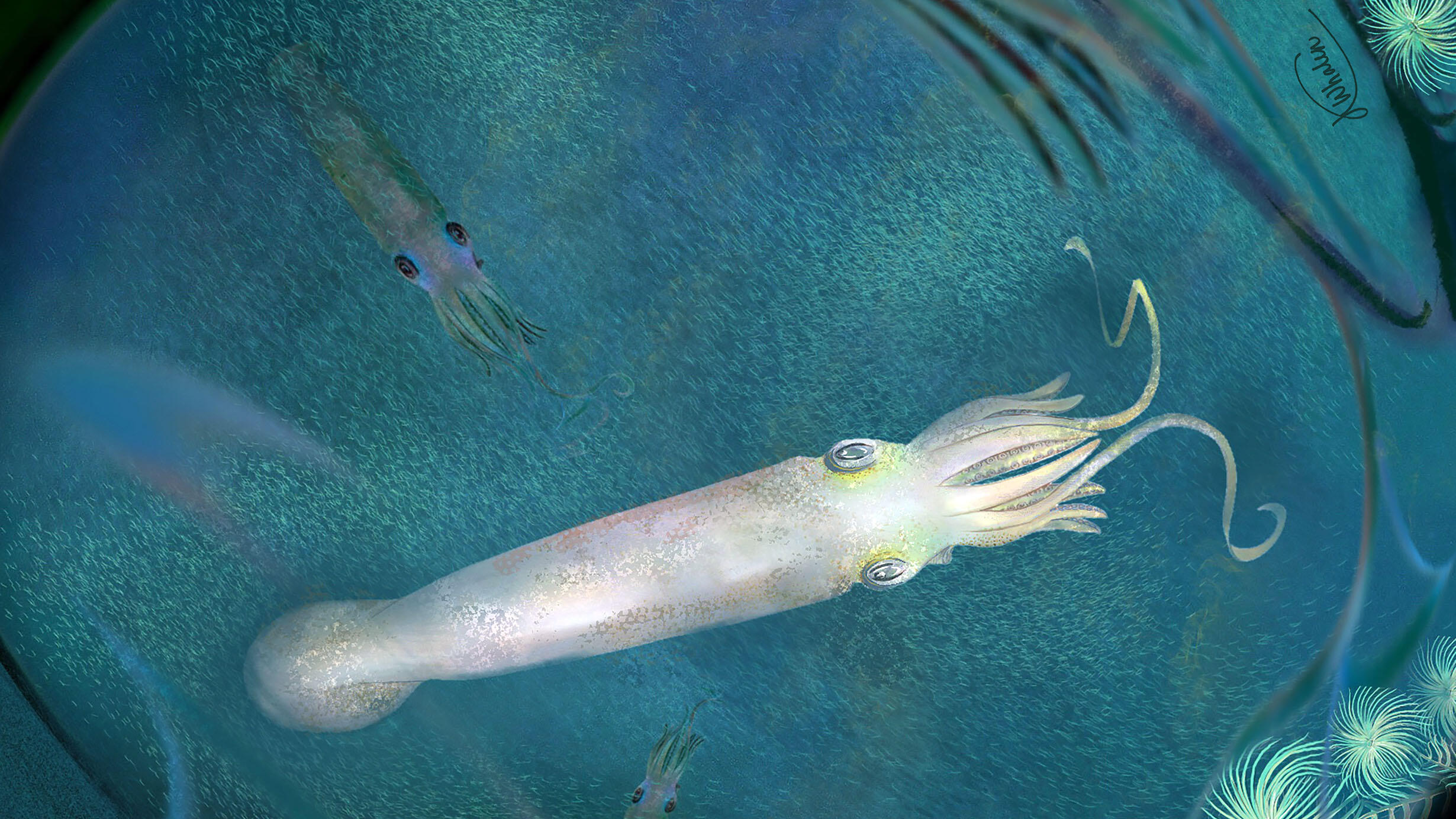 Artist rendering of this squid-like cephalopod ancestor depicts ten arms, instead of the eight seen in today's squids.