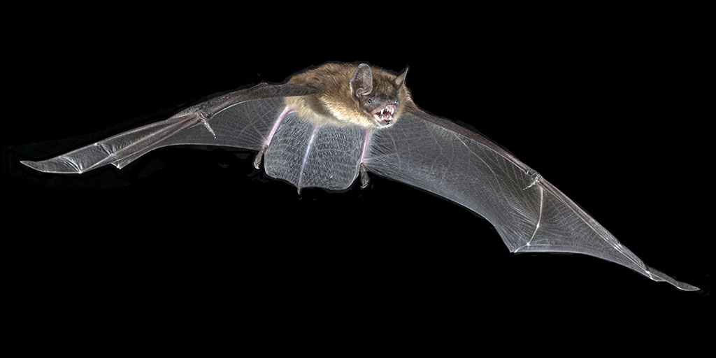 Bats Use Different Inner Ear Structures to Echolocate AMNH