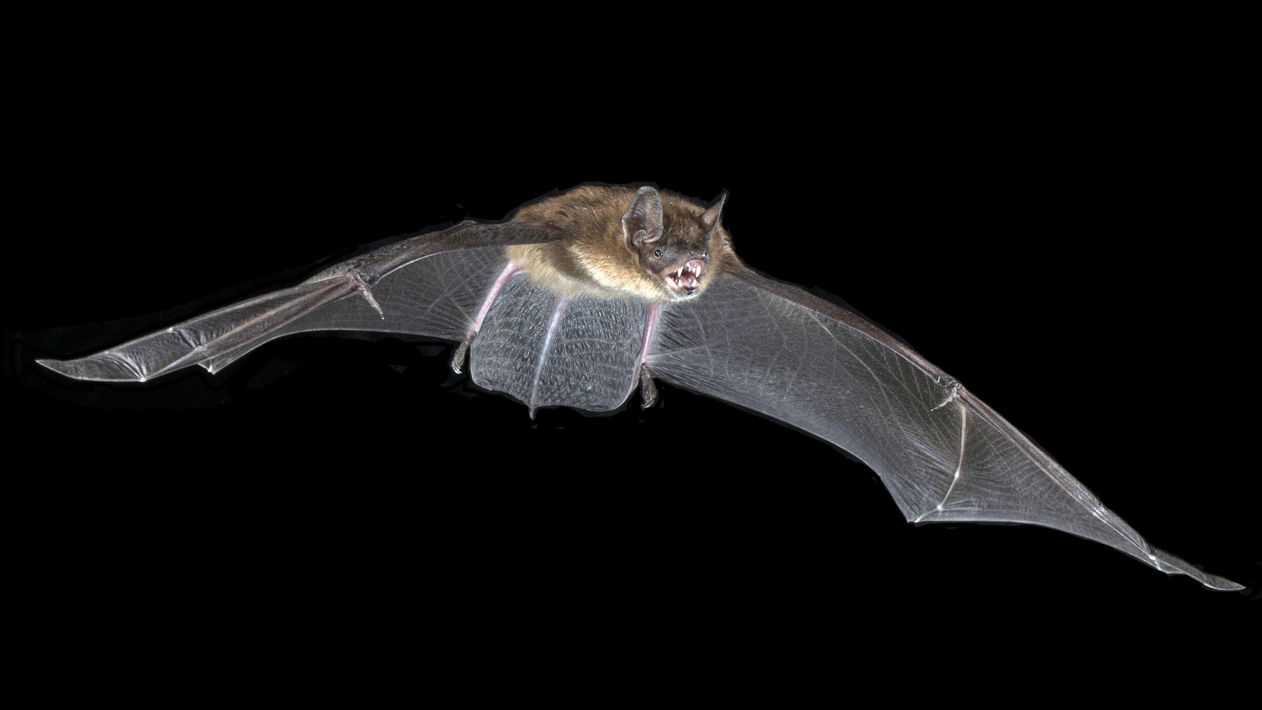 A bat with wings spread swoops through the air.