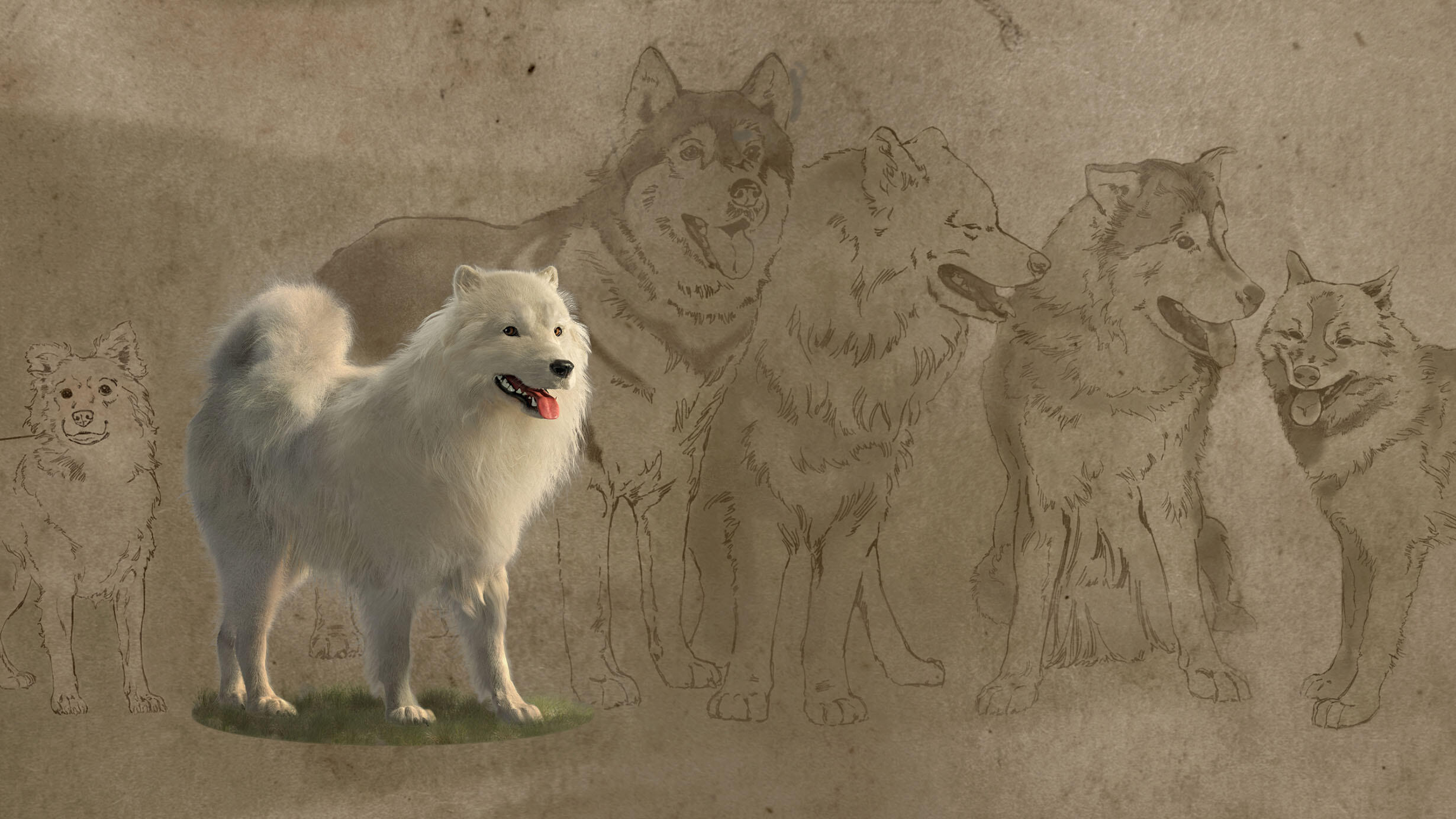 A reconstructed woolly dog against backdrop of illustrated Arctic dogs and spitz breeds drawn to scale for comparison.