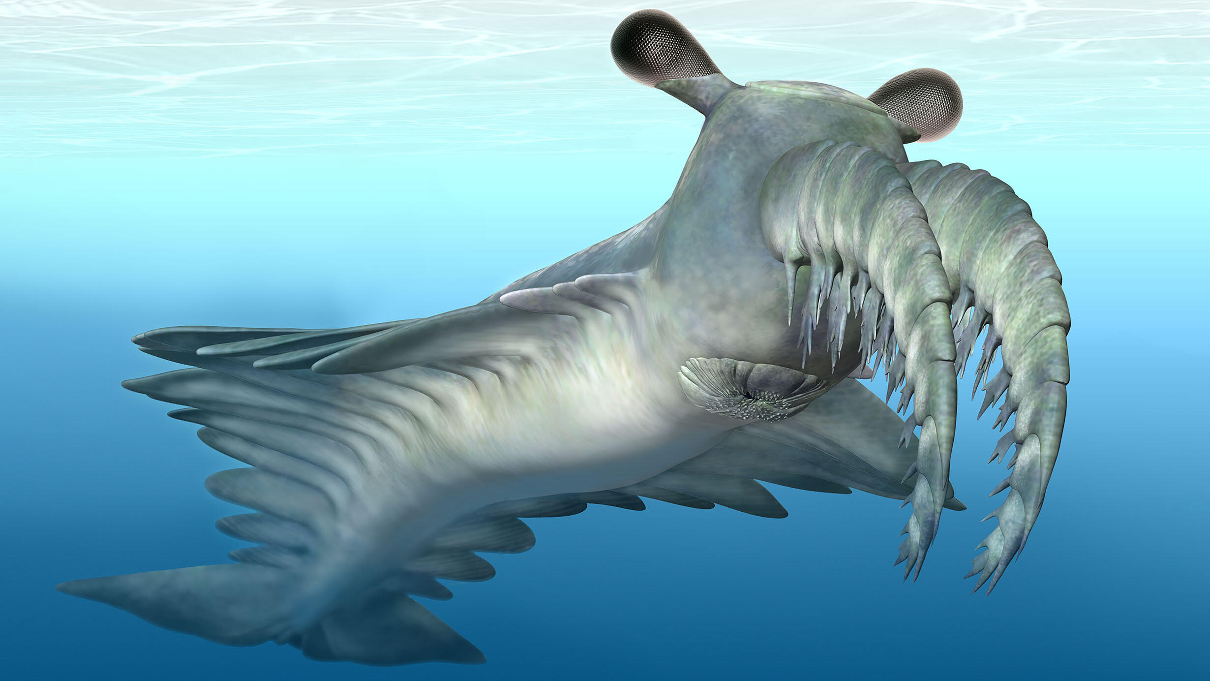 Illustration of an Anomalocaris, an extinct apex predator with many leg-like appendages, a ring shaped mouth, and two armored appendages on the head.