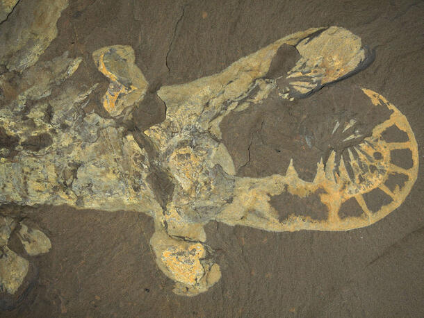 Close-up of the head of a Anomalocaris canadensis specimen encased in rock.