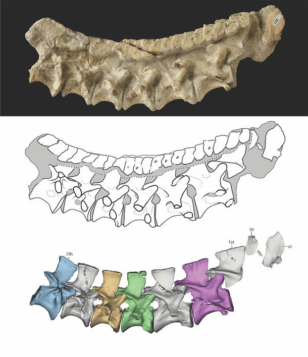 Three views of a fossilized cervical vertebra, pictured as a photograph on top, a line drawing in the middle, and a digital rendering on bottom. 