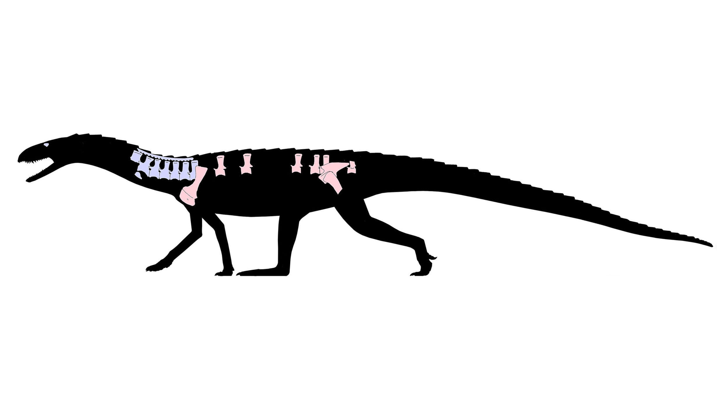 Illustrated reconstruction of newly described archosaur species, Mambachiton fiandohana, with back and neck bones highlighted and colored.