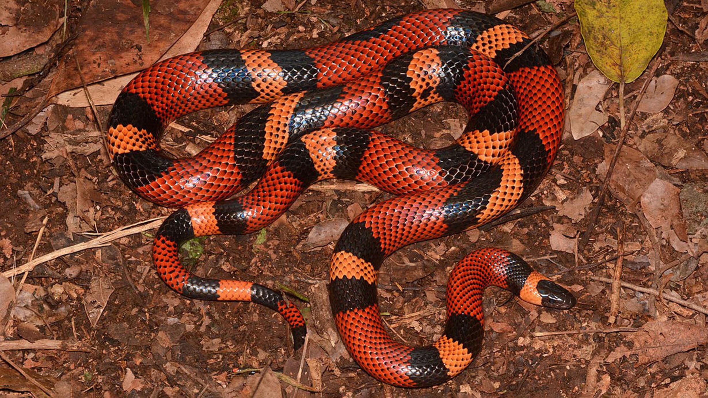 Colorful, striped milksnake on the ground.
