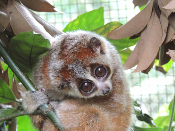 A pygmy loris, Xanthonycticebus intermedius, hanging onto a branch and surrounded by leaves. 