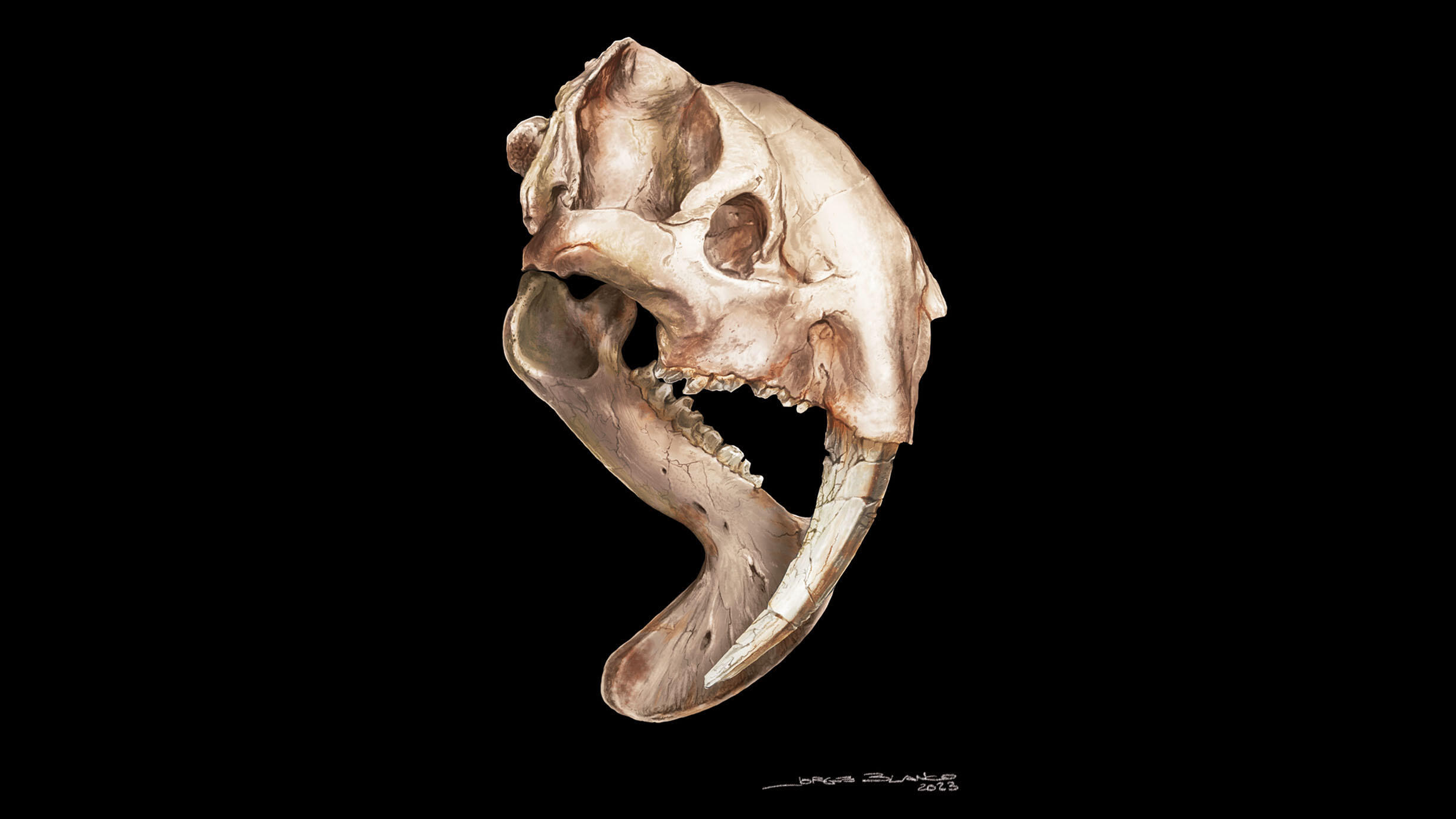 Visualization of a thylacosmilus atrox (a marsupial sabertooth) skull in profile, with a long, curved tooth and jawbone against dark background, with Jorge Blanco's signature at bottom right corner.