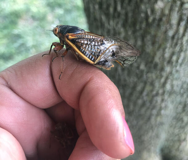 A cicada perched on a hand with a tree out of focus in the background.