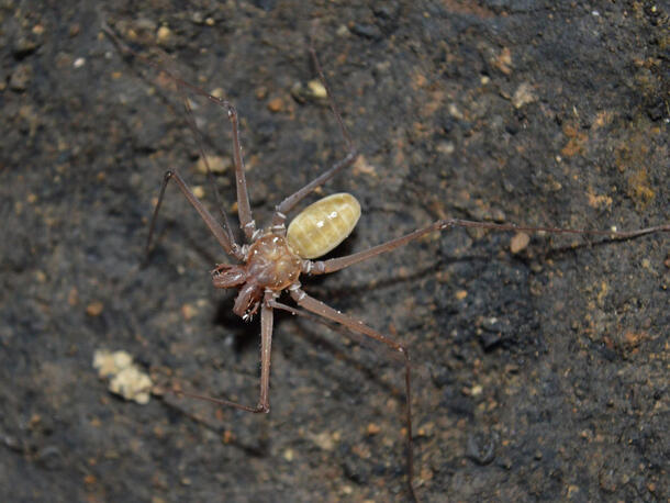 Long-legged, pale whip spider, a Jorottui ipuanai, on dark ground.