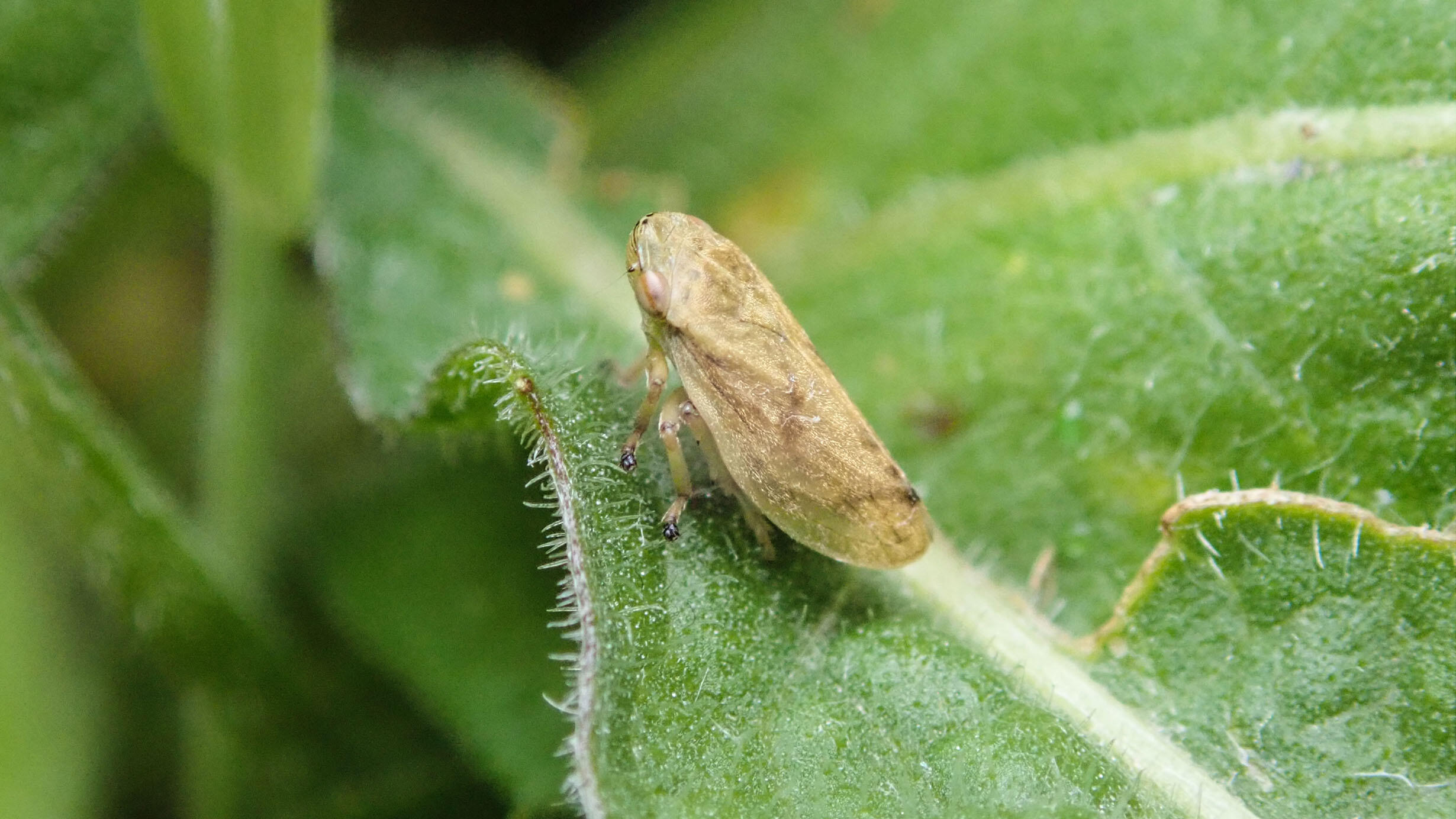 Close-up of an adult meadow spittlebug, a round, winged bug, standing on a leaf.