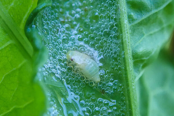 A pale, young meadow spittlebug on a leaf covered in a layer of bubbles which have been produced by the meadow spittlebug.