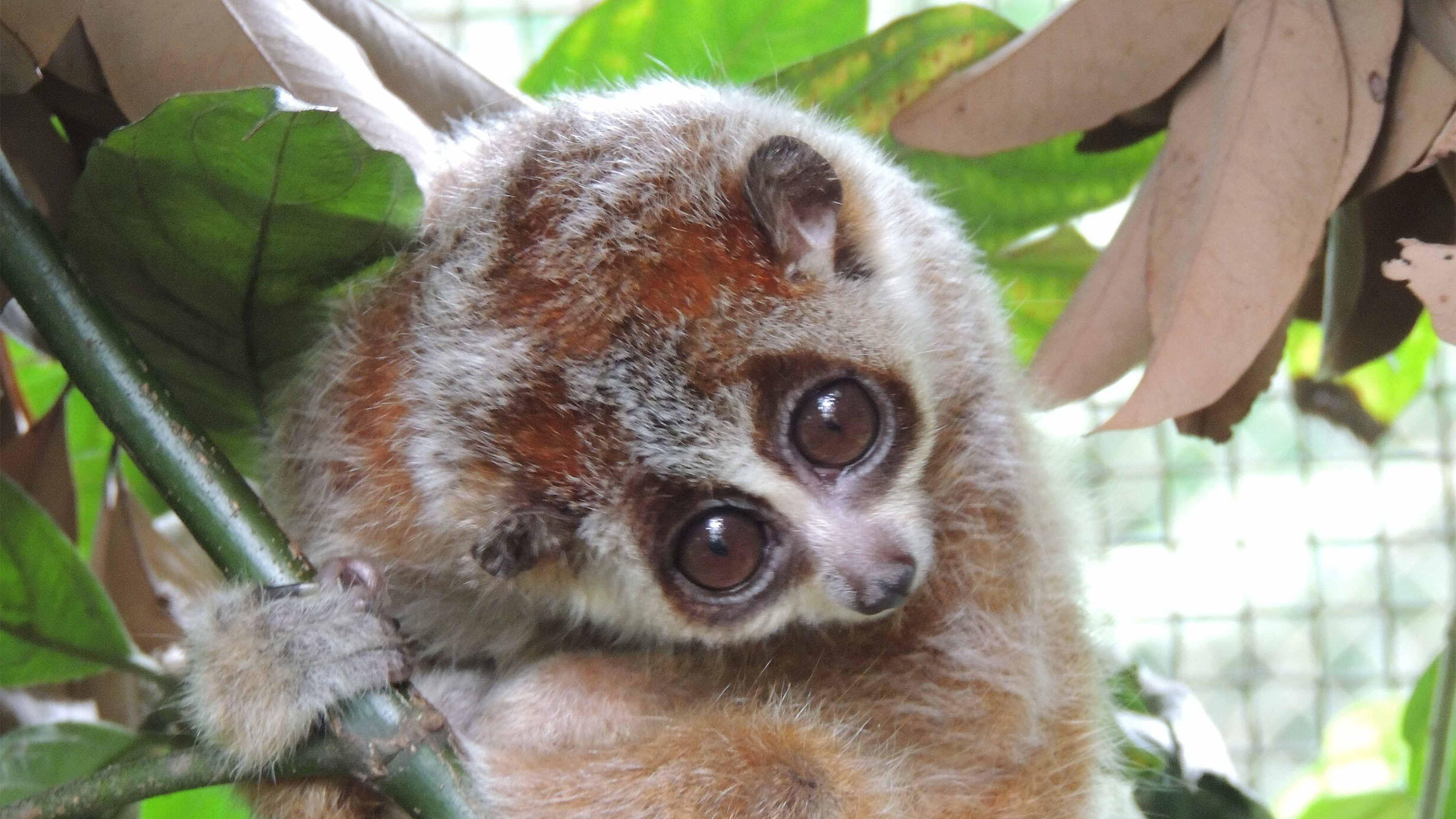 A pygmy loris, Xanthonycticebus intermedius, hanging onto a branch and surrounded by leaves. 