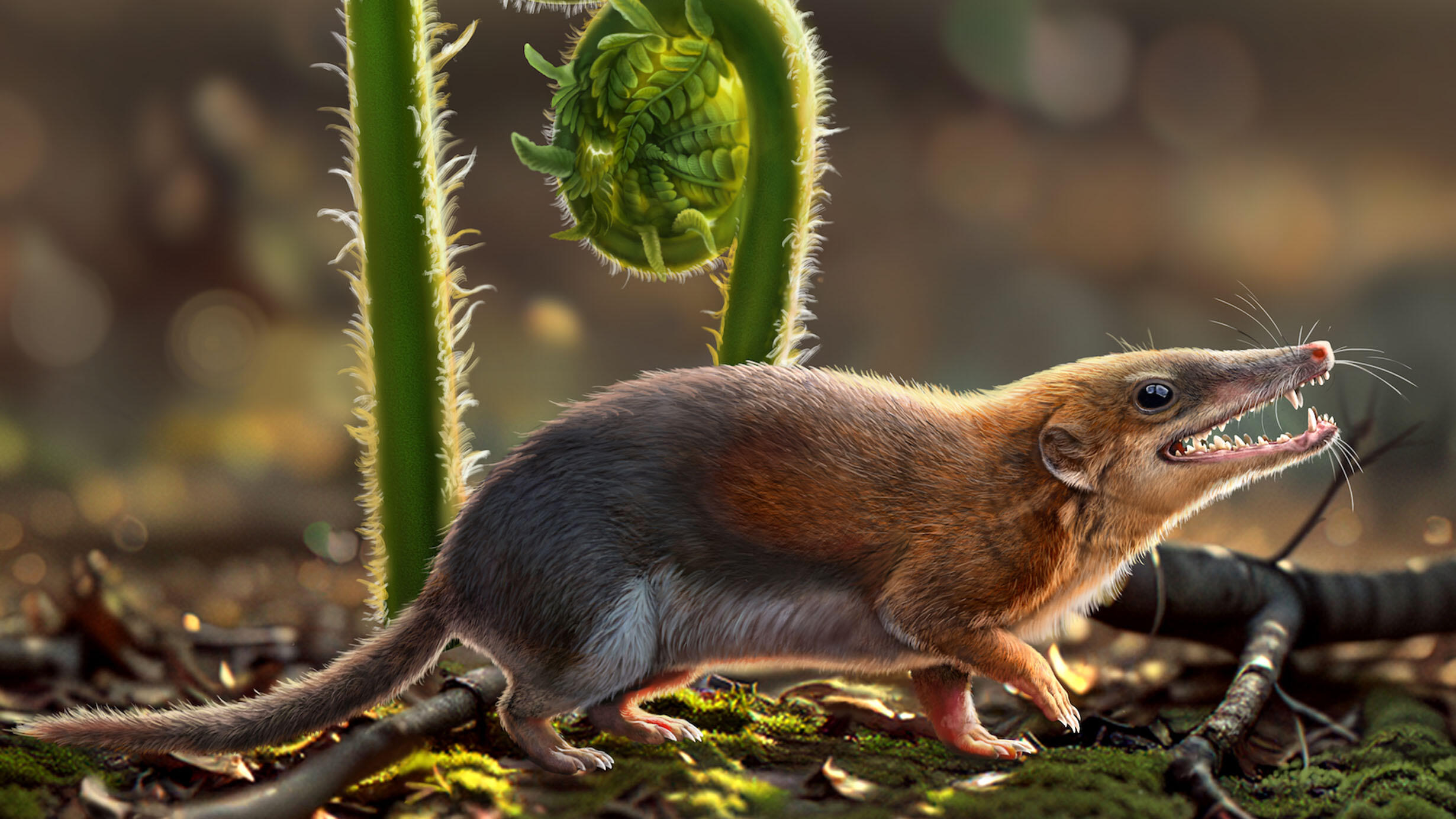Rendering of a Dianoconodon youngi, a small mammal with a long mouth and sharp teeth.