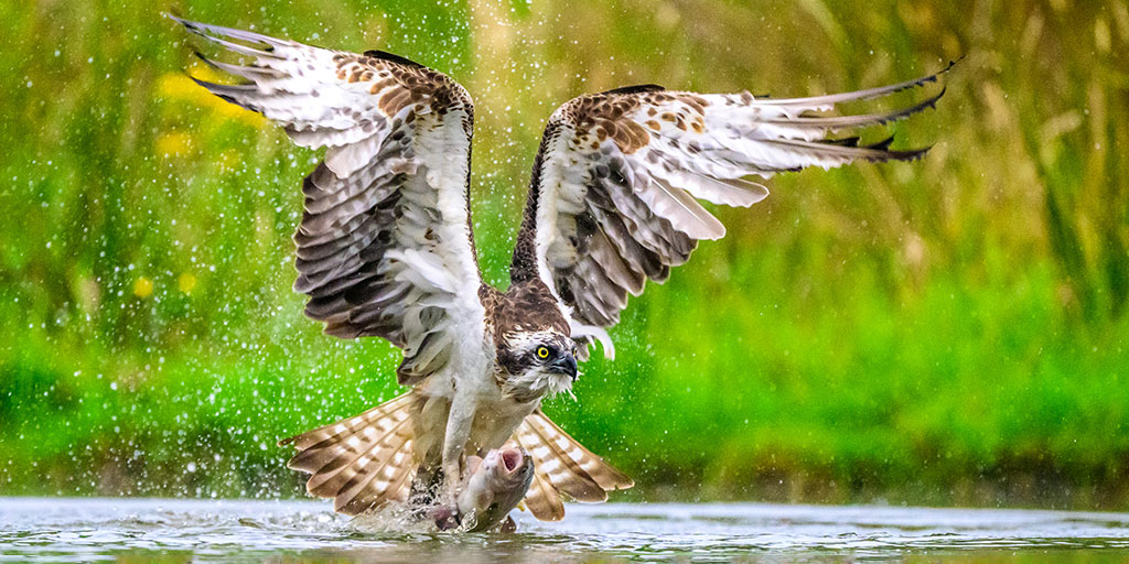 Mapping The Bird Family Tree Amnh